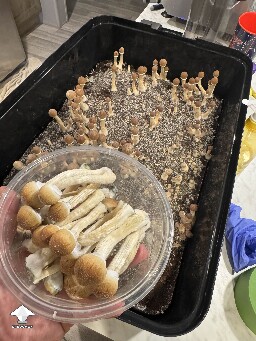 Blue Meanie - my mushrooms are fruiting