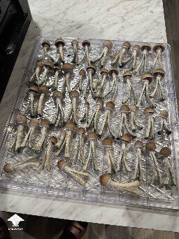 My mushrooms are fruiting - Blue Meanie