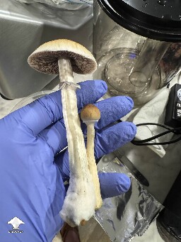 My mushrooms are fruiting #6