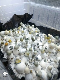 Penis Envy and APE mushrooms mix