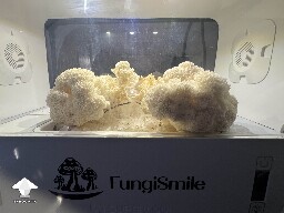 This was the first Lions Mane growing #2