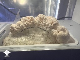 This was the first Lions Mane growing #3