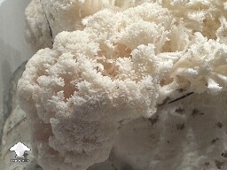 This was the first Lions Mane growing #6