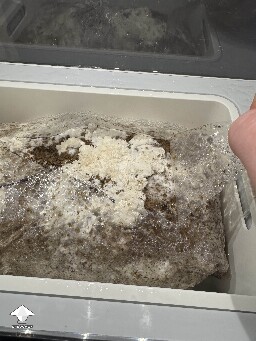 This was the first Lions Mane growing