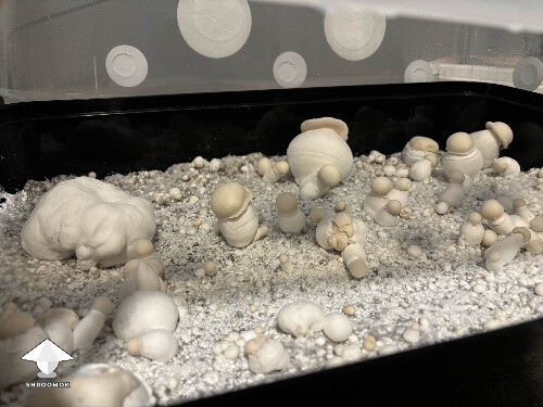 Many mushrooms are blobs mutation