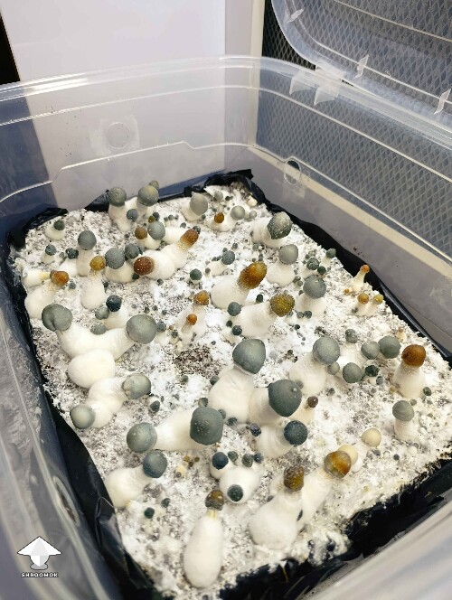 APE and Penis Envy mushrooms fruiting progress