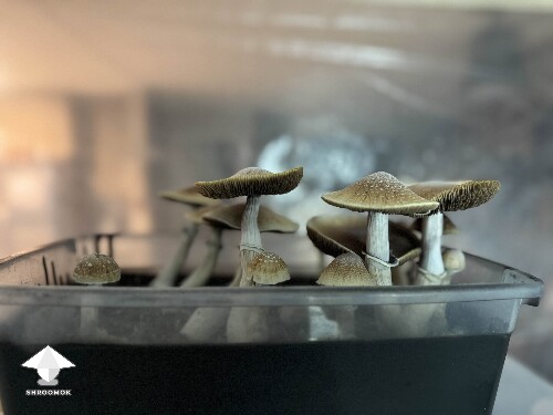 Blue Meanie shrooms - they grew in 1 day #2