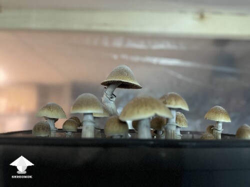 Blue Meanie shrooms - they grew in 1 day
