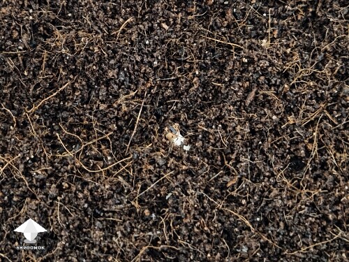 Can I flatten at this stage 6918b5e099981