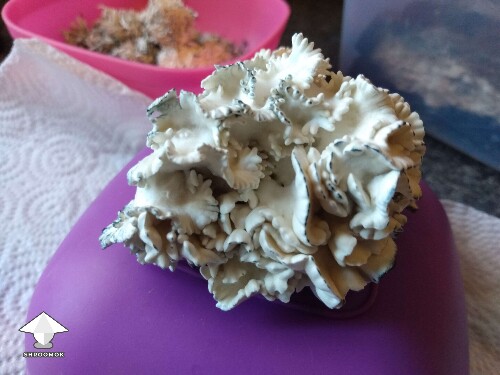 Chocolate Krinkle brain fruit