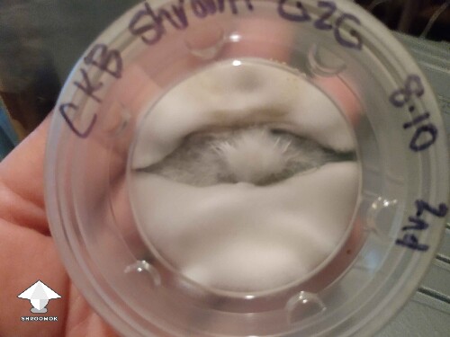 Chocolate Krinkle eye on agar