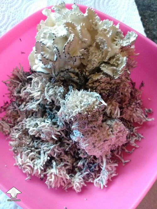 Chocolate Krinkle harvest