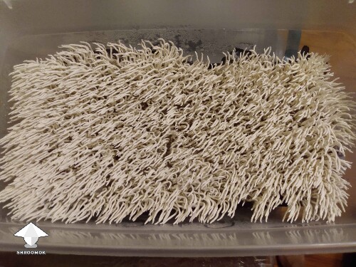 Chocolate Krinkle shrooms or magic carpet 