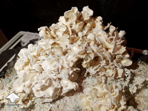 CKB - Chocolate Krinkle brains fruiting