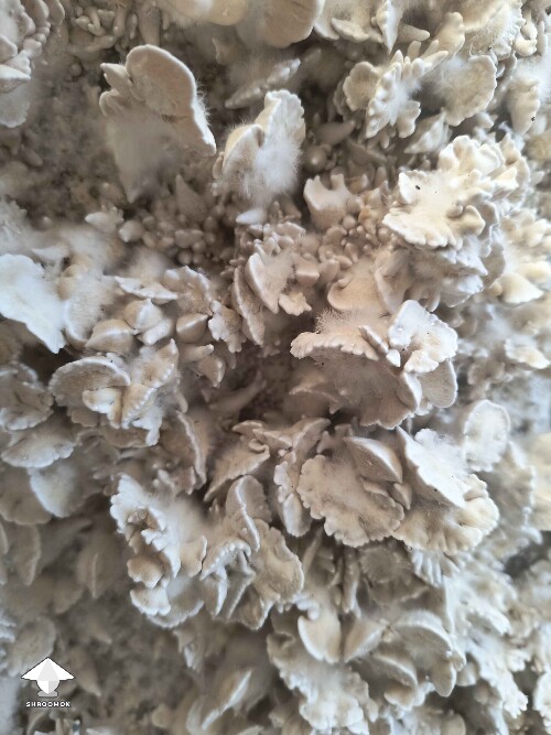 Enigma fruiting - coral like mushroom mutation