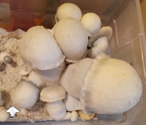 How about some APE mushrooms like this