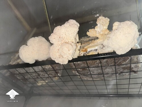 Lions Mane in fruiting chamber