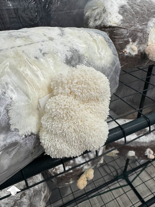 Lions Mane - they grew through the air filter and injection port