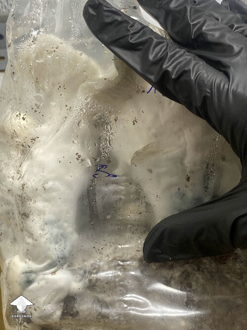 Shakti mushroom fruiting #2