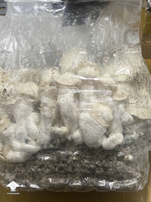 Shakti mushroom fruiting