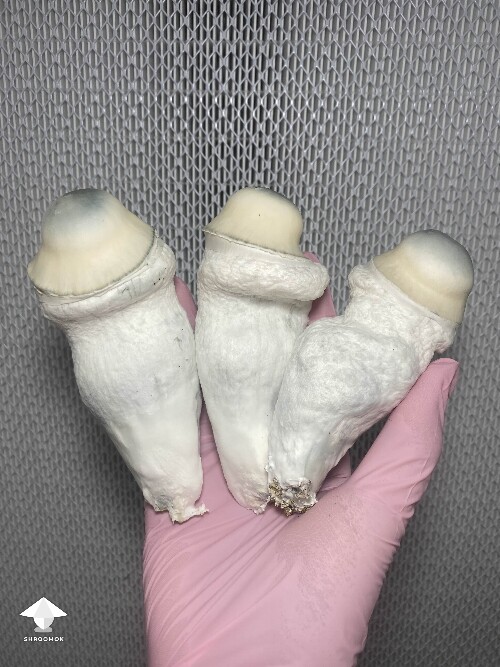 Lucid Gates mushrooms