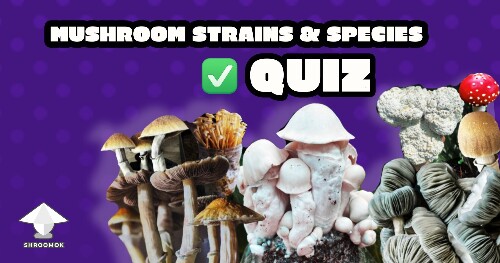 Mushroom Strains and Species Quiz
