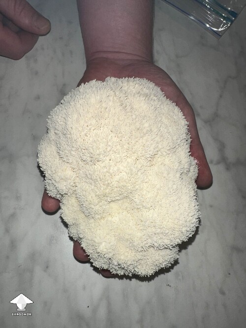My mushrooms are fruiting - Lion's Mane