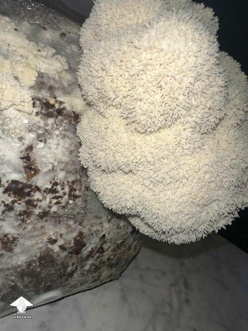 My mushrooms are fruiting - Lion's Mane