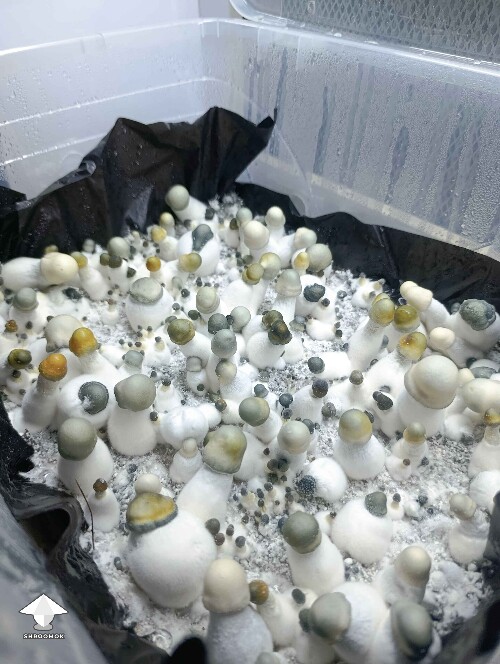 Penis Envy and APE mushrooms mix