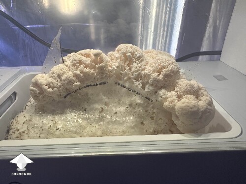 This was the first Lions Mane growing #3