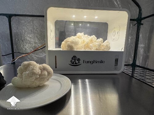 This was the first Lions Mane growing #4