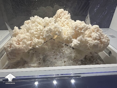 This was the first Lions Mane growing #5