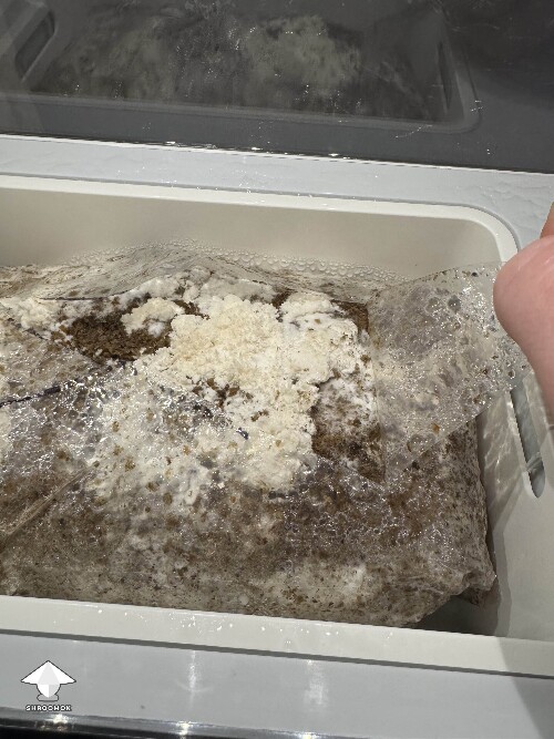 This was the first Lions Mane growing