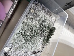 Shoebox Mycelium health? 691942090ab06