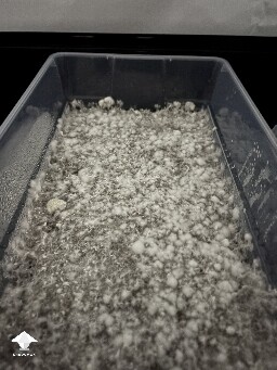 Shoebox Mycelium health? 6919420e3a207