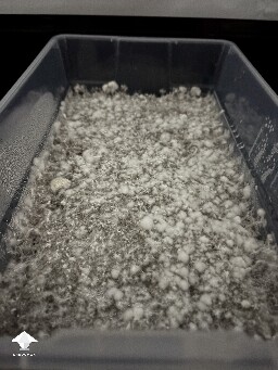 Shoebox Mycelium health? 69194210cbc6b