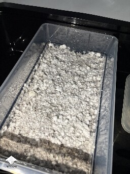 Shoebox Mycelium health? 691942135346c