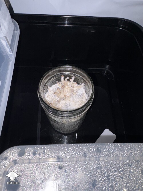 Thumbnail: Jar Status 691958c30c5c3