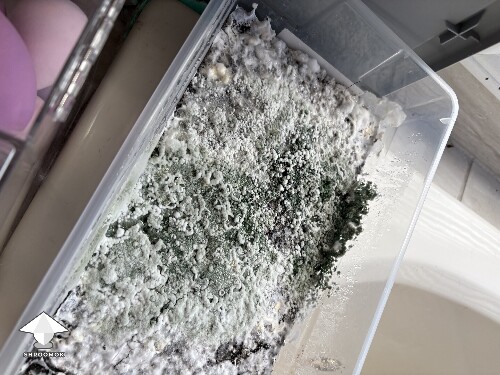 Thumbnail: Shoebox Mycelium health? 691942090ab06