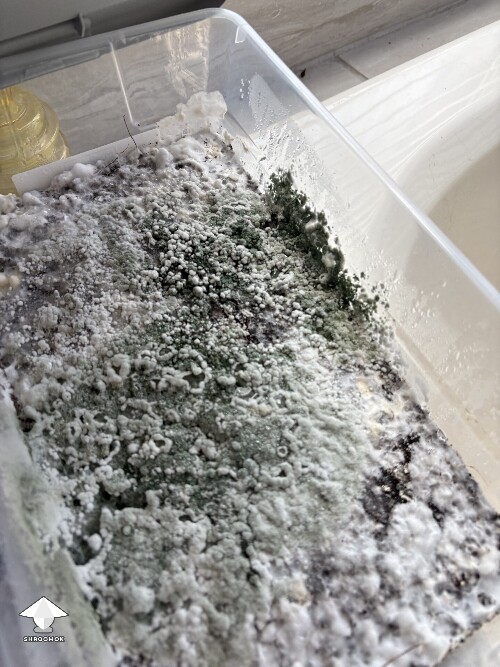 Thumbnail: Shoebox Mycelium health? 6919420b6fdd2