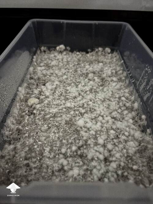 Thumbnail: Shoebox Mycelium health? 69194210cbc6b