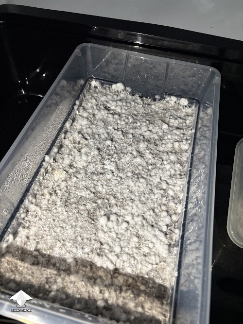 Thumbnail: Shoebox Mycelium health? 691942135346c