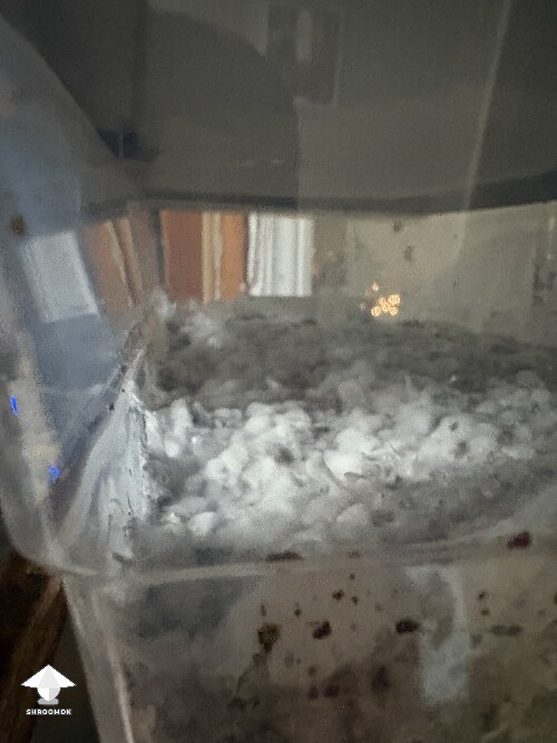 Thumbnail: Shoebox Mycelium health? 691942162fa43