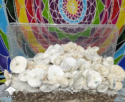 Albino Louisiana brought back from long term storage in sterile water for 3 years