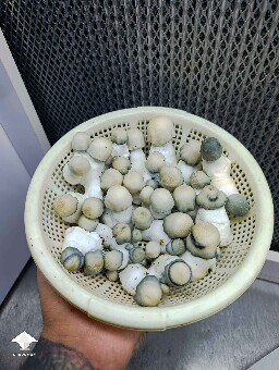 Albino Penis Envy harvest