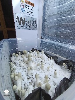 Albino Penis Envy - this strain grows differently every time #2