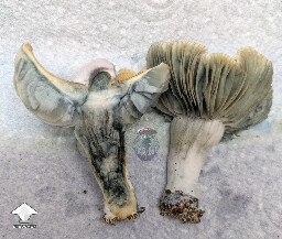 Another different morphology from this unstable cross - Enigma x B positive #3