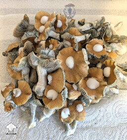 Another different morphology from this unstable cross - Enigma x B positive #4