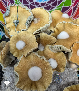 Another different morphology from this unstable cross - Enigma x B positive