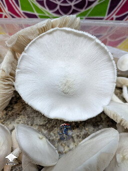 Avery's Albino second flush #2